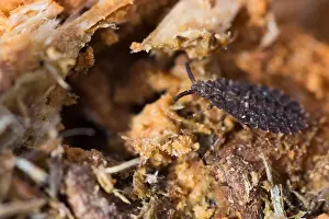 Images Dated 18th March 2020: Macro image of an insect in Germany