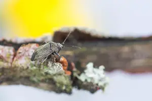 Images Dated 4th May 2020: Macro image of an insect in Germany