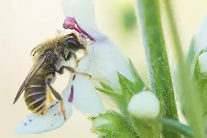 Images Dated 7th May 2020: Macro image of an insect in Germany