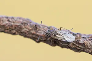 Images Dated 20th March 2020: Macro image of an insect in Germany