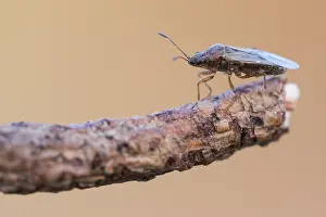 Images Dated 20th March 2020: Macro image of an insect in Germany