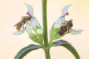 Images Dated 7th May 2020: Macro image of an insect in Germany
