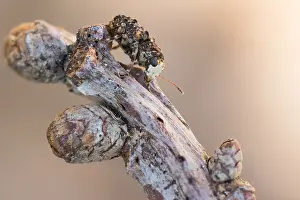 Images Dated 6th April 2020: Macro image of an insect in Germany