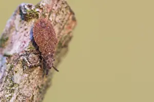 Images Dated 20th March 2020: Macro image of an insect in Germany