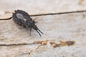 Images Dated 18th March 2020: Macro image of an insect in Germany