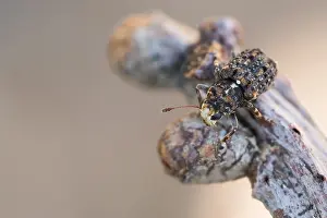 Images Dated 6th April 2020: Macro image of an insect in Germany