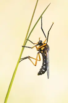 Images Dated 7th May 2020: Macro image of an insect in Germany
