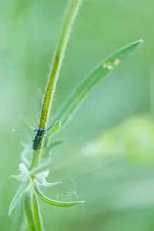 Images Dated 21st May 2020: Macro image of an insect in Germany
