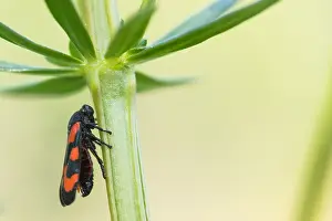 Images Dated 19th April 2020: Macro image of an insect in Germany