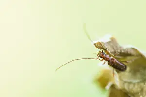 Images Dated 30th May 2020: Macro image of an insect in Germany