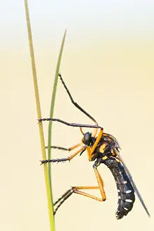 Images Dated 7th May 2020: Macro image of an insect in Germany