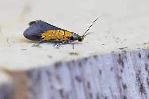 Images Dated 22nd April 2020: Macro image of an insect in Germany