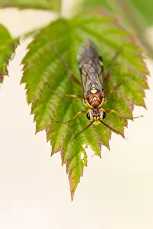 Images Dated 4th May 2020: Macro image of an insect in Germany