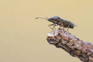 Images Dated 20th March 2020: Macro image of an insect in Germany