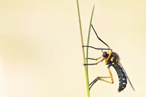 Images Dated 7th May 2020: Macro image of an insect in Germany