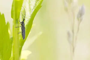 Images Dated 21st May 2020: Macro image of an insect in Germany