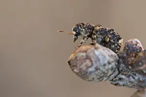 Images Dated 6th April 2020: Macro image of an insect in Germany