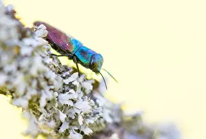 Images Dated 6th May 2020: Macro image of an insect in Germany