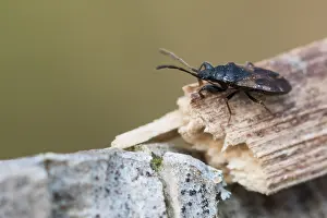 Images Dated 20th March 2020: Macro image of an insect in Germany