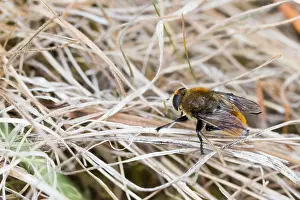 Images Dated 26th April 2020: Macro image of an insect in Germany
