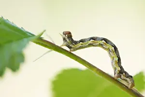 Images Dated 8th May 2020: Macro image of an insect in Germany