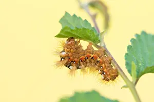 Images Dated 21st May 2020: Macro image of an insect in Germany
