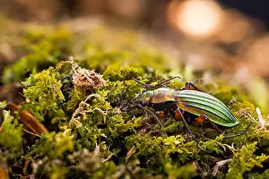 Images Dated 15th March 2020: Macro image of an insect in Germany