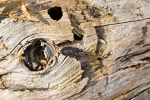 Images Dated 18th March 2020: Macro image of an insect in Germany
