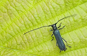 Images Dated 29th May 2020: Macro image of an insect in Germany