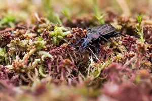 Images Dated 26th May 2020: Macro image of an insect in Germany
