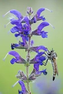 Images Dated 7th May 2020: Macro image of an insect in Germany