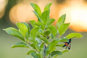 Images Dated 21st May 2020: Macro image of an insect in Germany