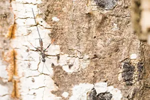 Images Dated 21st May 2020: Macro image of an insect in Germany
