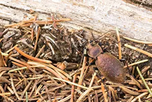 Images Dated 2nd April 2020: Macro image of an insect in Germany