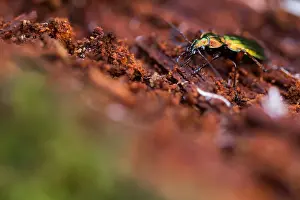 Images Dated 16th March 2020: Macro image of an insect in Germany