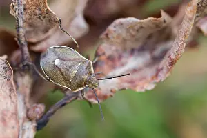 Images Dated 18th March 2020: Macro image of an insect in Germany
