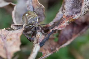 Images Dated 18th March 2020: Macro image of an insect in Germany
