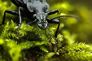 Images Dated 24th May 2020: Macro image of an insect in Germany