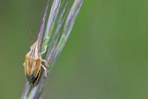 Images Dated 4th May 2020: Macro image of an insect in Germany