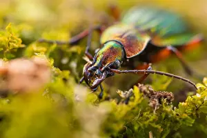 Images Dated 15th March 2020: Macro image of an insect in Germany