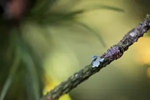 Images Dated 16th December 2019: Macro image of an insect in Germany