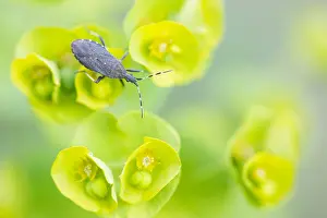 Images Dated 17th May 2020: Macro image of an insect in Germany