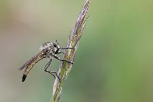 Images Dated 4th May 2020: Macro image of an insect in Germany