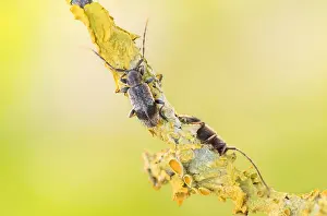 Images Dated 21st May 2020: Macro image of an insect in Germany