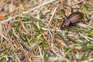 Images Dated 25th March 2020: Macro image of an insect in Germany
