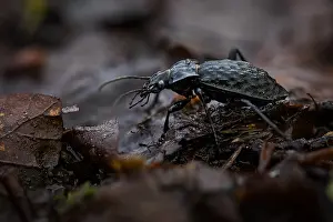 Images Dated 24th May 2020: Macro image of an insect in Germany