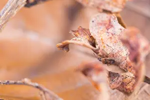 Images Dated 18th March 2020: Macro image of an insect in Germany