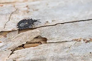 Images Dated 18th March 2020: Macro image of an insect in Germany
