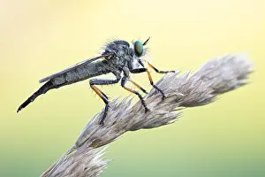 Images Dated 11th June 2020: Macro image of an insect in Germany