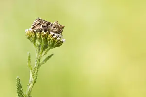 Images Dated 21st May 2020: Macro image of an insect in Germany